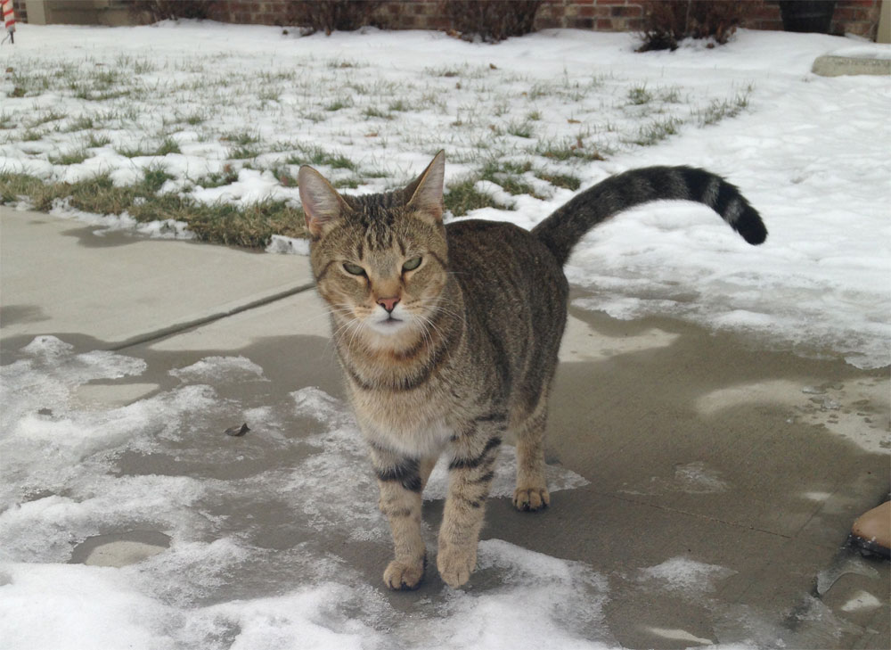 Cat Found